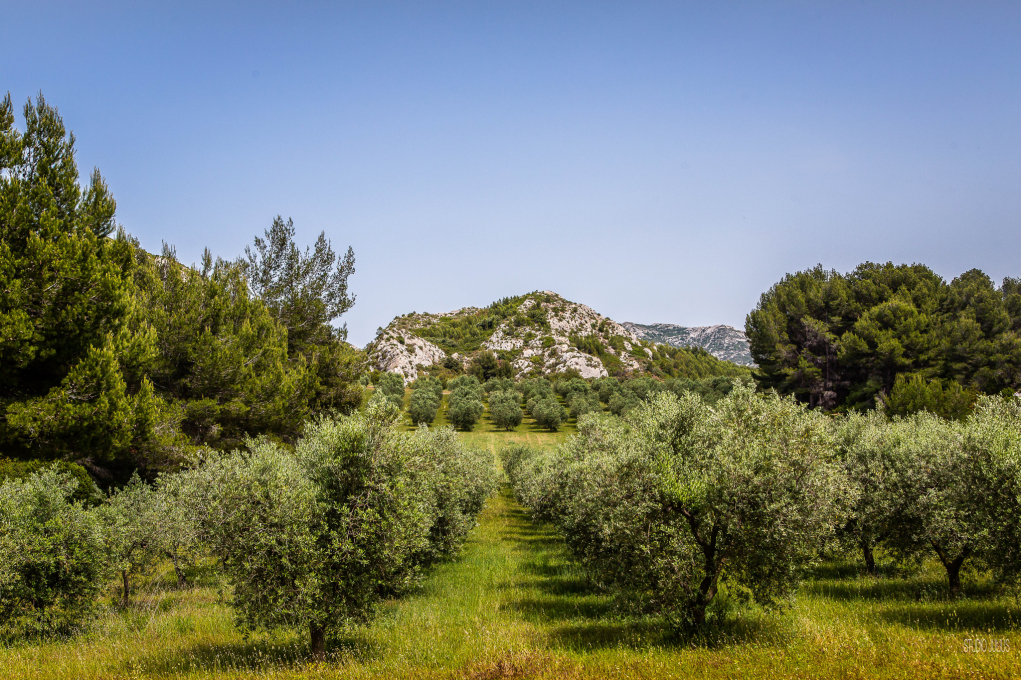 Les Alpilles