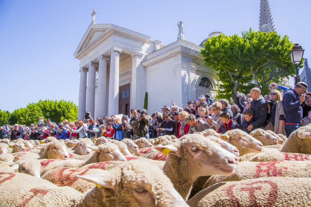 Transhumance à Saint-Rémy